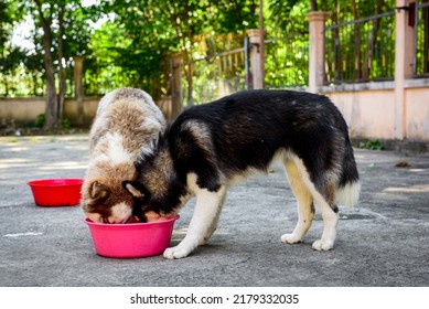 Close-up Siberian Husky Dog Eating Food From Bowl