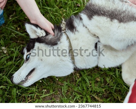 Close-up: Siberian husky is placing candy on his nose.
