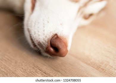 Close-up Siberian husky’s nose.