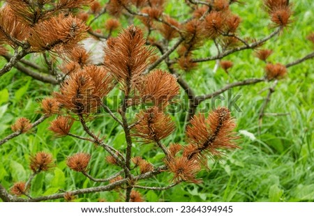 Close-up of sick needles with rust against the background of green grass. Dry needles. Nerpotrichia.