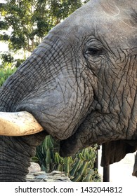 Closeup of side of elephant’s head
