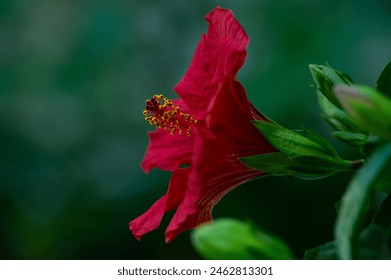 Close-up side macro shot of vibrant red hibiscus flower, Sudanese rose with yellow pollens, isolated over green background with free advertising space. Floral backdrop. Floriculture. - Powered by Shutterstock
