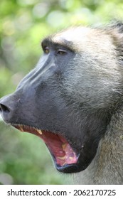 Close-up side on portrait of Chacma Baboon (Papio ursinus) yawning with jaws wide open showing teeth in Victoria Falls, Zambia.