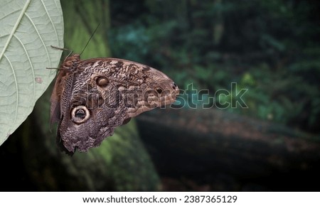 Closeup of the side of an Owl butterfly perched on a tree trunk