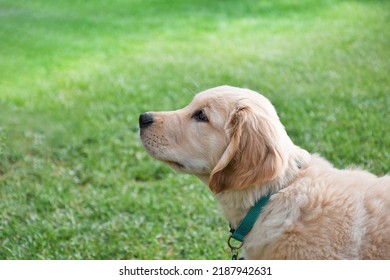 Closeup Side Portrait Of Golden Retriver Puppy On Green Grass