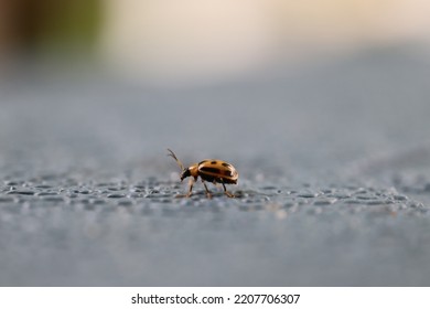 Closeup Side Profile Of Bean Leaf Beetle 