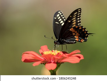 Closeup side profile of beautiful Black Swallowtail Butterfly ( Papilio polyxenes) with partially open wings and feeding on nectar from orange Zinnia flower in summer,Canada - Shutterstock ID 1806245248