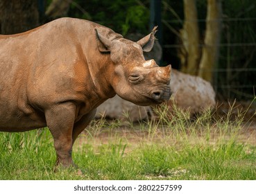 The close-up side profile of the eastern black rhinoceros's head shows the prominent horns set directly within the zoological park's grass enclosure. The massive herbivorous mammal observes the surrounding territory while resting on the vegetation during the daytime summer park schedule.