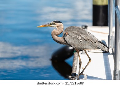 Closeup side profile of one great blue heron bird walking on pier sponge docks in Tarpon Springs, Florida harbor on Gulf of Mexico near Tampa with blue color water