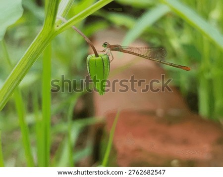 A close-up side profile of a slender reddish-brown damselfly (Zygoptera) resting on a green plant bud with a soft, blurred green garden background.