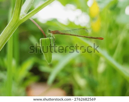 A close-up side profile of a slender reddish-brown damselfly (Zygoptera) resting on a green plant bud with a soft, blurred green garden background.