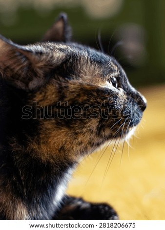 Close-Up Side Profile of Tortoiseshell Cat with Long Whiskers in Natural Light