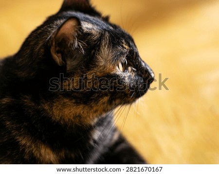 Close-Up Side Profile of Tortoiseshell Cat with Long Whiskers in Natural Light