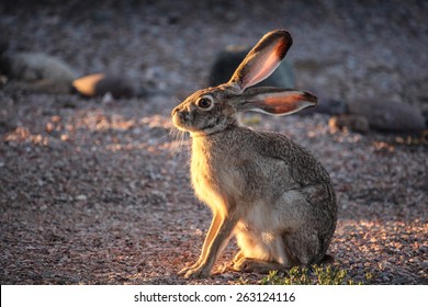 Closeup side profile view of isolated seated large wild Black-tailed Jackrabbit facing late low sunlight glowing on chin, chest, legs in outdoor textured pink and gray bokeh gravel nature background