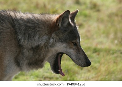 Closeup Side Profile Of A Wolf