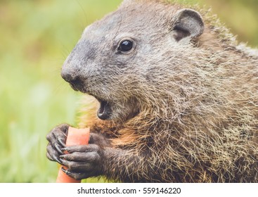 Closeup side of small Groundhog (Marmota Monax) with mouth open wide holding carrot