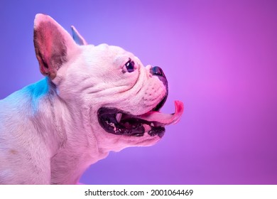 Close  up side view beautiful purebred dog bulldog isolated over studio background in neon gradient pink purple light  Concept motion  action  pets love  animal life  Copy space for ad  Looks
