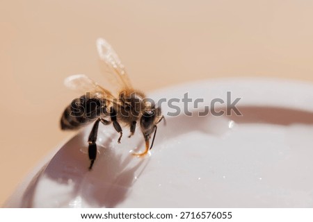 Close-up side view of a bee drinking sugar water on the rim of a cup against a light beige background.
