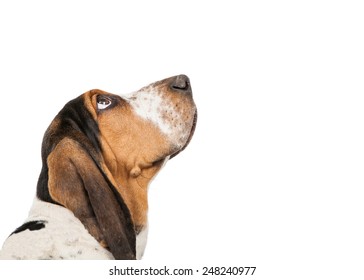 A closeup of the side view of a cute Basset Hound puppy dog looking up