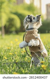 Close-up side view of a cute, small terrier-mix dog standing on its hind legs in a sunny meadow. The dog is wearing a cozy beige knitted sweater with a blue stripe and looking upwards with its front paws raised, attached to a braided leash. The background is a soft blur of green grass, yellow dandelions, trees, and buildings, capturing a playful moment outdoors