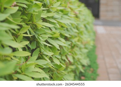 A close-up, side view of a dense, lush green hedge or bush with numerous small, glossy leaves. The uniform texture and vibrant foliage create a natural and clean background, ideal for gardening, lands