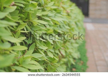A close-up, side view of a dense, lush green hedge or bush with numerous small, glossy leaves. The uniform texture and vibrant foliage create a natural and clean background, ideal for gardening, lands