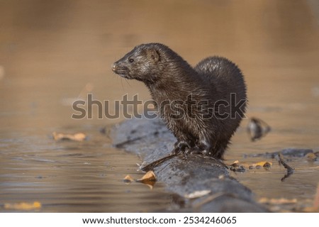 Closeup side view eye level portrait of an American mink sitting on long 