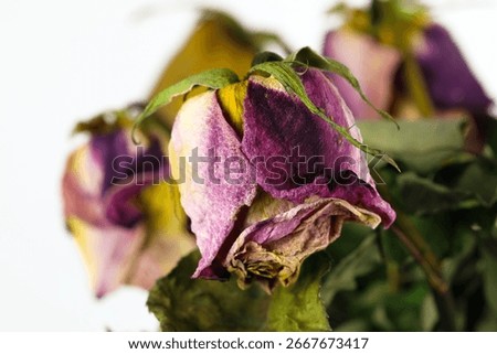 A close-up side view of a few withered and dried rose flowers.