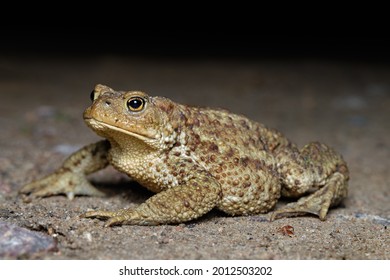 Close-up Side View Of Giant River Toad (Bufonidae)