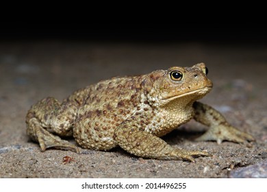 Close-up Side View Of Giant River Toad (Bufonidae)