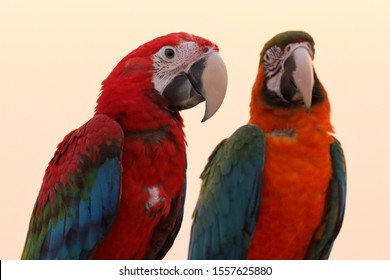 Closeup Side View Head Macaw Parrot Stock Photo 1557625880 | Shutterstock