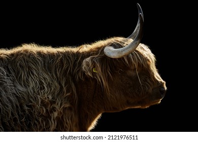 Close-up side view of a horned Highland cow. Domestic beef cattle in sunshine isolated on a black background and copy space. 