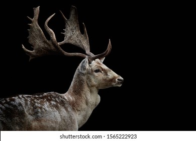 Close-up Side View Of A Male Fallow Deer (Dama Dama). Wild Animal Looking To The Right And Isolated On A Black Background And Copy Space