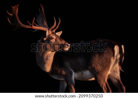 Close-up side view of a male fallow deer buck (Dama dama). Wild animal in warm sunlight and isolated on black background.