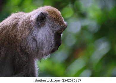 A closeup side view of a monkey on a blurred background