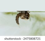 Close-up side view of a mosquito pupa, family Culicidae, resting under the surface of the water shortly before the adult animal emerges