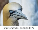 Close-up side view of a Northern Gannet