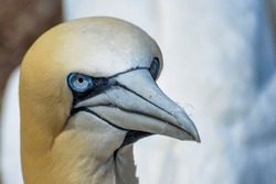 Close-up Side View Of A Northern Gannet