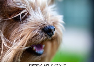Close-up side view photo of Yorkshire terrier nose.