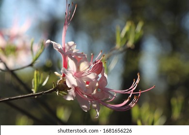 Close-up, Side View Of A Pink, Native Azalea.