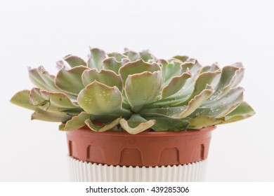 Closeup Side View Of A Potted Echeveria Ruffles Or 