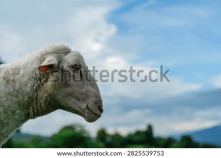 A close-up side view of a sheep with white wool against a blue sky and blurred green landscape background.