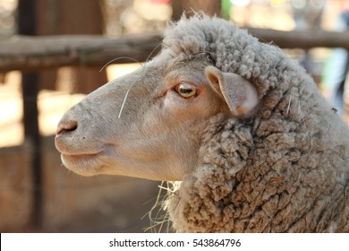 Close-up of side view of a sheep's face