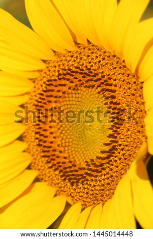 Closeup side view of a single sunflower in Poolesville, MD