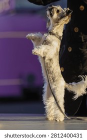 Close-up side view of a small, fluffy terrier-mix dog standing on its hind legs on a paved surface. The dog, wearing a collar and a braided leash, is looking up attentively at a person's hand, possibly waiting for a treat or affection. The owner, wearing a black coat with gold buttons, stands beside the dog, while a blurred purple vehicle is visible in the background.