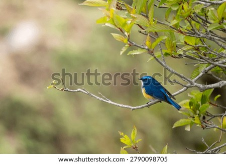 Close-up side view of a small Himalayan Bluetail songbird showcasing its brilliant blue plumage and orange flanks while resting on a twig.