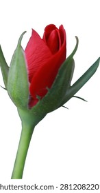 Close-up side view of a vibrant red rose bud isolated on a white background, highlighting velvety petals, fresh green sepals, and elegant floral detail. Perfect for love, romance, Valentine's Day, wedding, botanical, and nature themes.