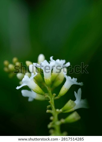 A close-up, side-angle shot captures delicate white fiddlewood (Citharexylum spinosum) blossoms against a softly blurred emerald green backdrop, creating a serene and natural aesthetic