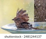 Close-up, side-angle view, a sparrow, sitting cleaning itself in the water of a glass birdbath. One wing is spread open, there are fine drops of water all around showing motion of it shaking water off