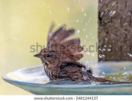 Close-up, side-angle view, a sparrow, sitting cleaning itself in the water of a glass birdbath. One wing is spread open, there are fine drops of water all around showing motion of it shaking water off